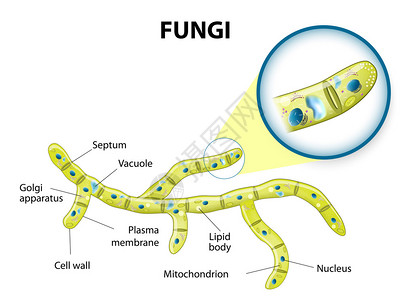 典型的真菌细胞无菌图片