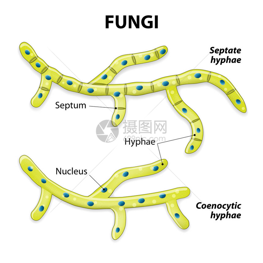 菌类基于细胞分裂的分类有隔膜的菌丝图片