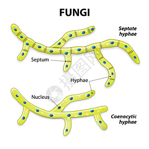 菌类基于细胞分裂的分类有隔膜的菌丝设计图片