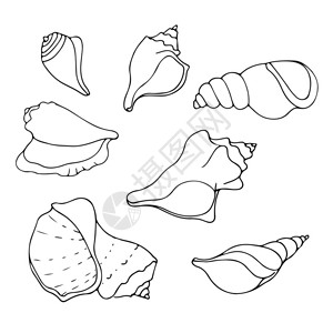 手绘海贝壳集矢量图片