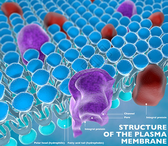 细胞等离子膜结构在显微镜下查背景图片