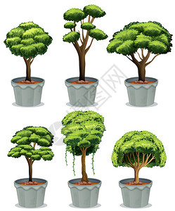 六株盆栽的插图图片