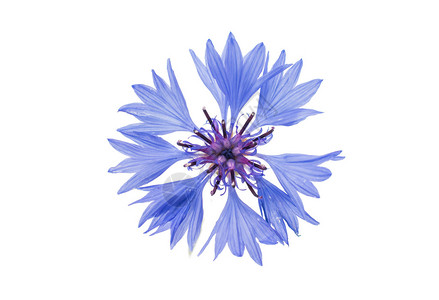 白色背景的美丽蓝色花朵图片