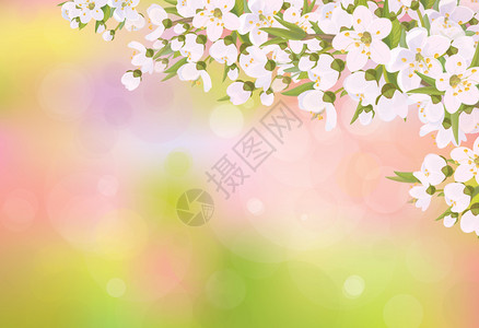 矢量盛开的樱花树枝春天的背景图片