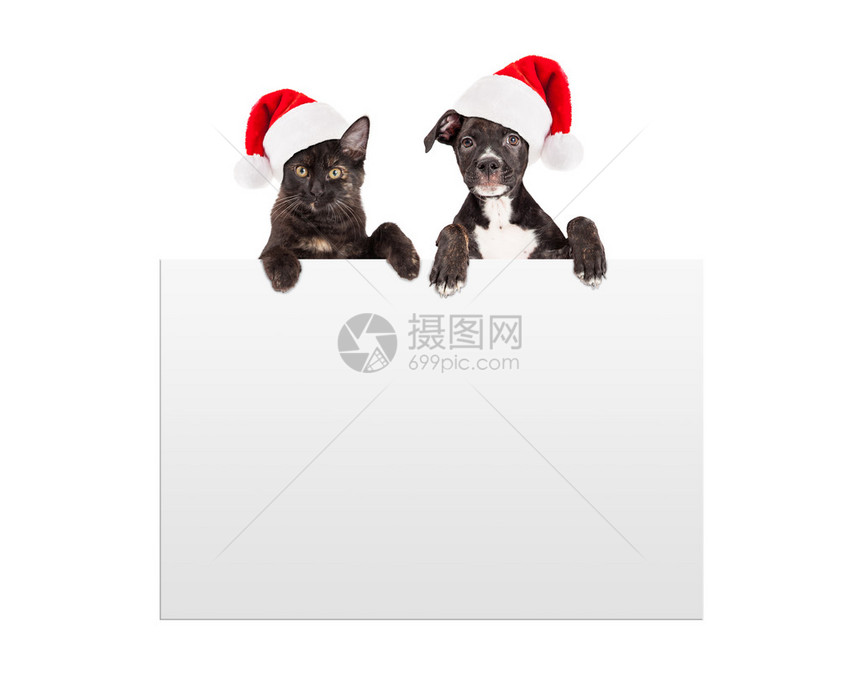 乌特黑小狗和小猫戴圣诞老人的帽子用爪子踩着一图片