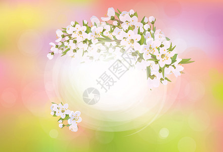 矢量框架盛开的樱桃树春天的背景图片