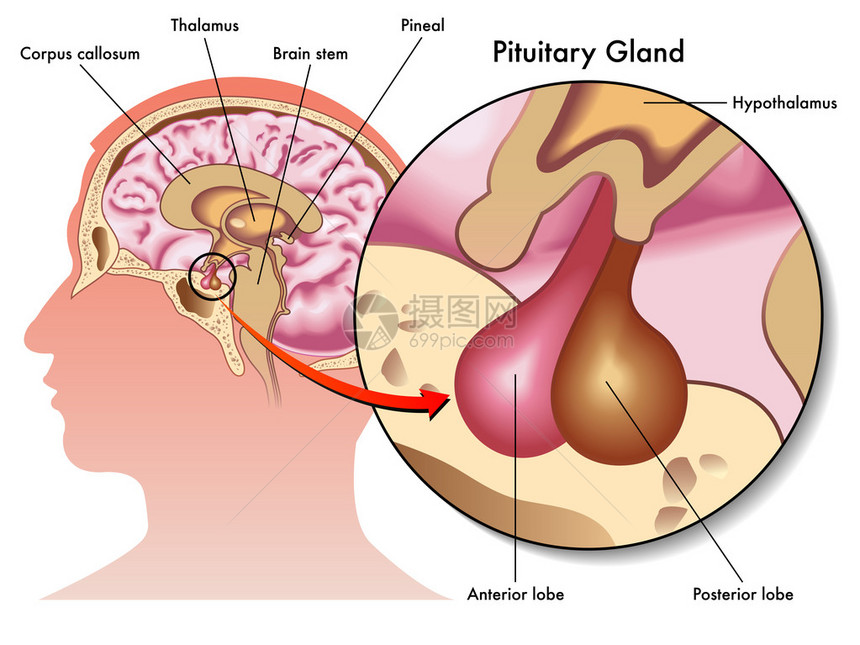 从医学角度来说明下垂腺及图片
