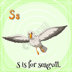 S为海鸥图片