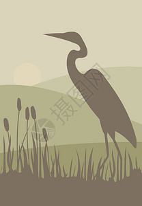 一只苍鹭在芦苇丛中追踪猎物图片