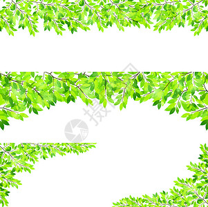 叶鲜绿背景背景图片