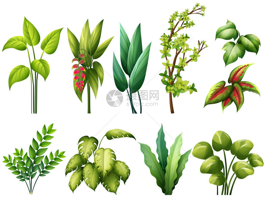 不同种类的植物图片