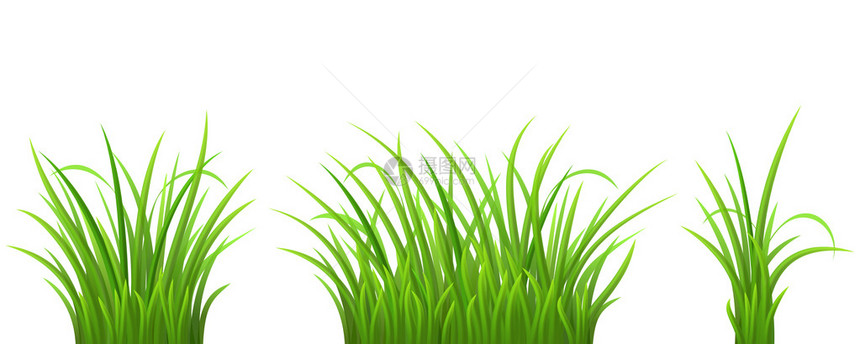 绿草设置在白色矢量图图片