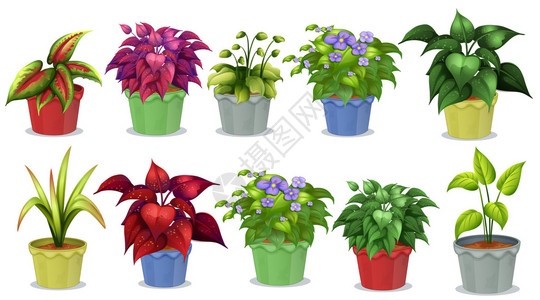 园艺用不同种类的盆栽植物图片