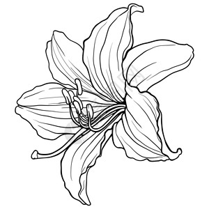 百合花的黑白插图图片