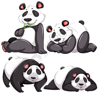 一组不同姿势的熊猫图片