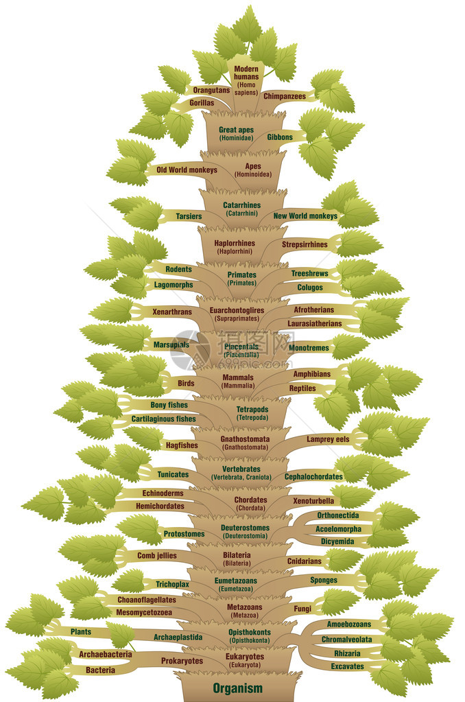 现代人类的详细科学分类图片