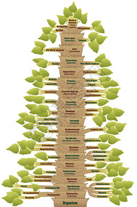 现代人类的详细科学分类图片