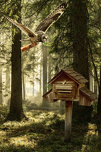 猫头鹰向信箱森林邮件图片