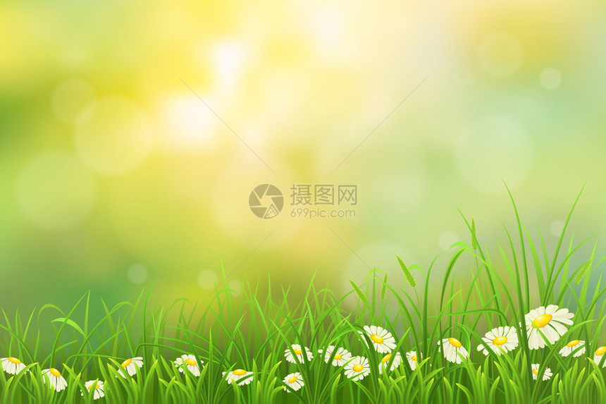 春天的自然背景与绿草和洋甘菊图片
