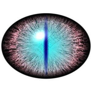 孤立的兽眼大眼睛有条纹虹膜和深色椭圆形瞳孔图片