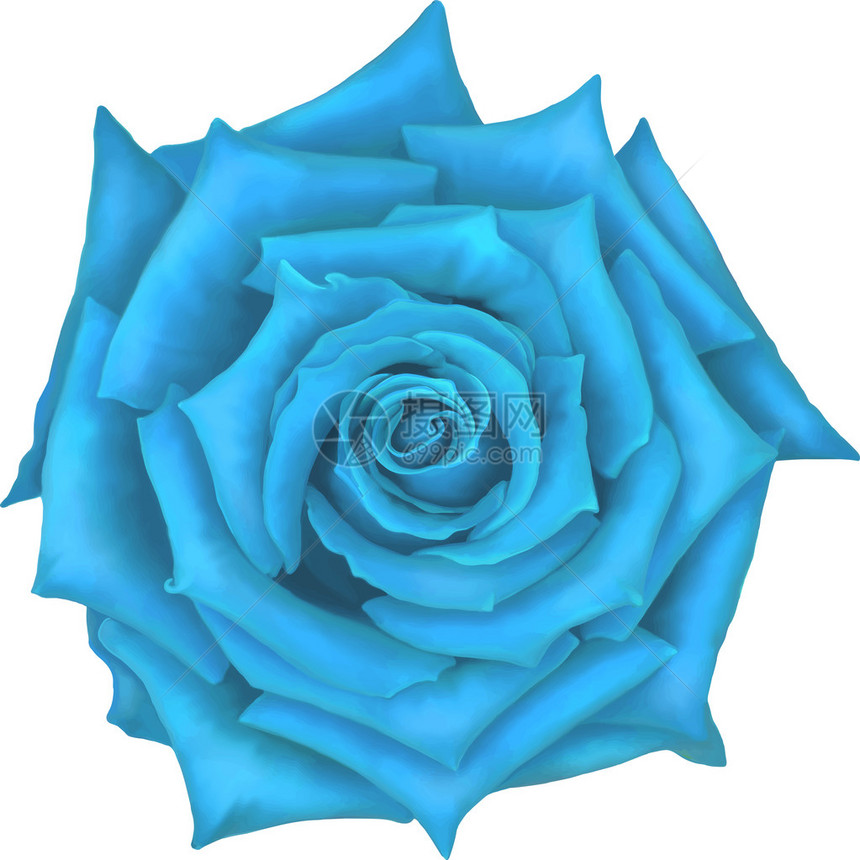 白色背景上孤立的蓝色玫瑰图片