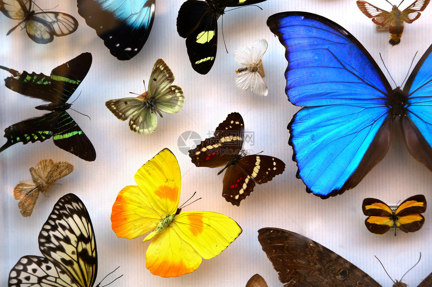 多色热带蝴蝶的集合图片