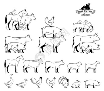 农场动物收藏许多农场动物被白色隔图片