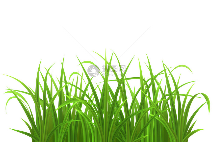绿草上白色孤立矢量图图片