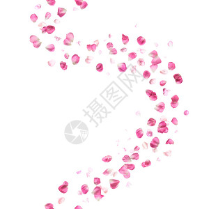 粉红玫瑰花瓣微风摄影工作室照片拍摄背景图片