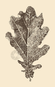 橡树叶雕刻风格古代插图片