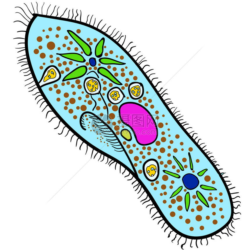 Ciliophora门的图片