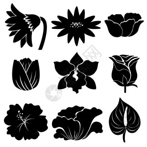 不同类型的黑色花朵样品图片