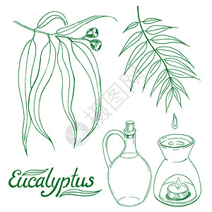 Eucalyptus树叶和树枝上装有玻璃罐子和石油燃烧器图片