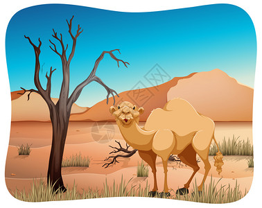 可爱的骆驼站在沙漠中间图片