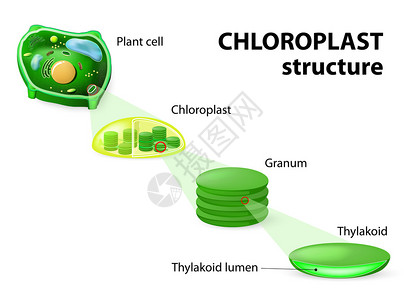 卡尔文氯板结构植物细胞氯板插画
