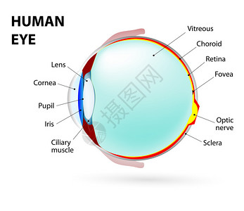 眼底黄斑人类解剖学贴有的设计图片
