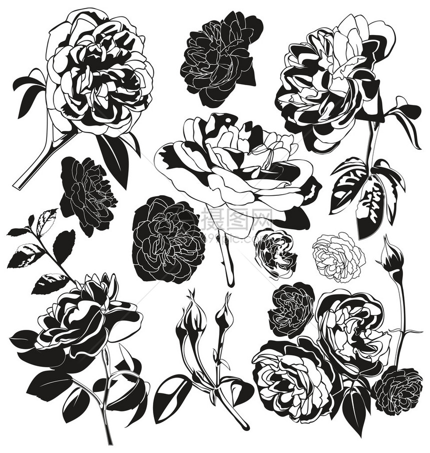剪影玫瑰集的矢量插图图片