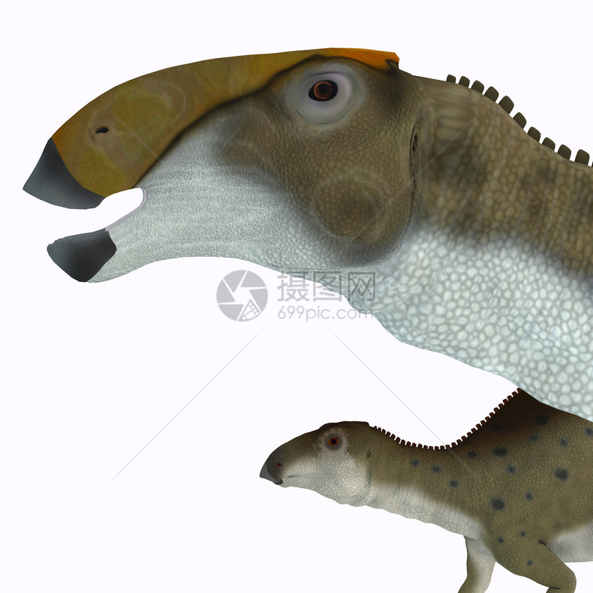 布拉希罗磷龙是一种食草五氧化物恐龙图片