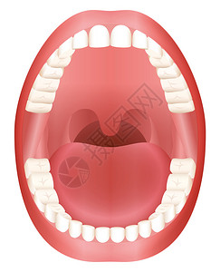 上颌牙齿具有上下颌及其三十六颗恒牙的成人张开嘴模型白色背景上的抽设计图片
