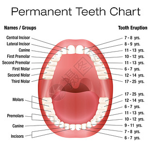 牙齿名称和恒牙萌出图高清图片