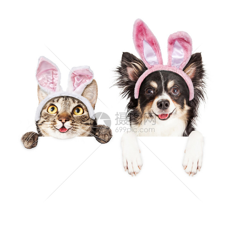 快乐笑的猫和吉娃狗满手爪印在白牌上身着复活节兔子耳朵被图片