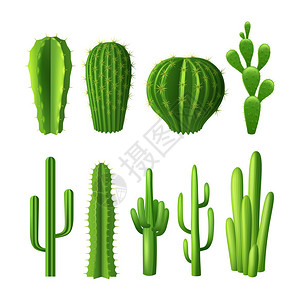 不同种类的仙人掌植物切合实际的装饰图标图片