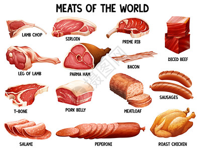 硬夹头世界上不同种类的肉插画