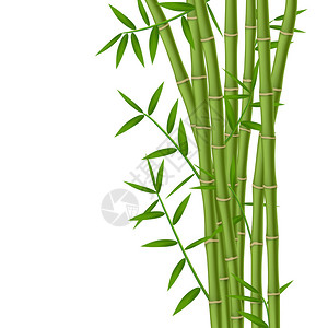 绿竹茎与叶子隔离在白色背景背景图片