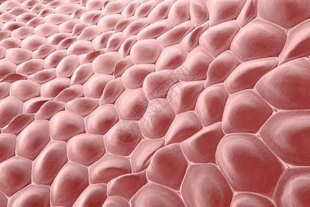 细胞层人体皮肤细胞上皮细胞组织学图解剖图解医学图设计图片