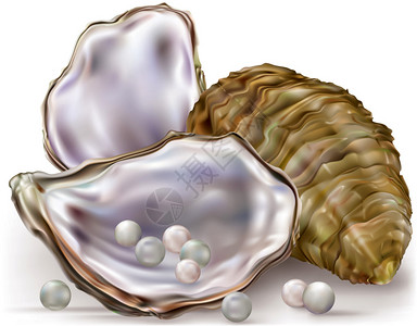 白色背景中带珍珠的牡蛎壳背景图片