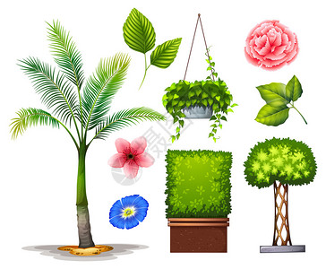 花园里不同种类的植物图片