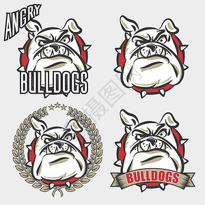 NBA队标为大学校体育队标志概念服装设计提供一套带有愤怒面部情绪的斗牛犬头目的详细标插画