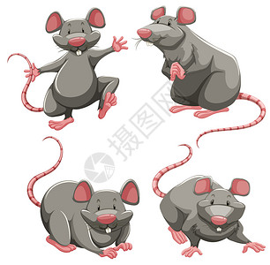 不同姿势的灰鼠图插画