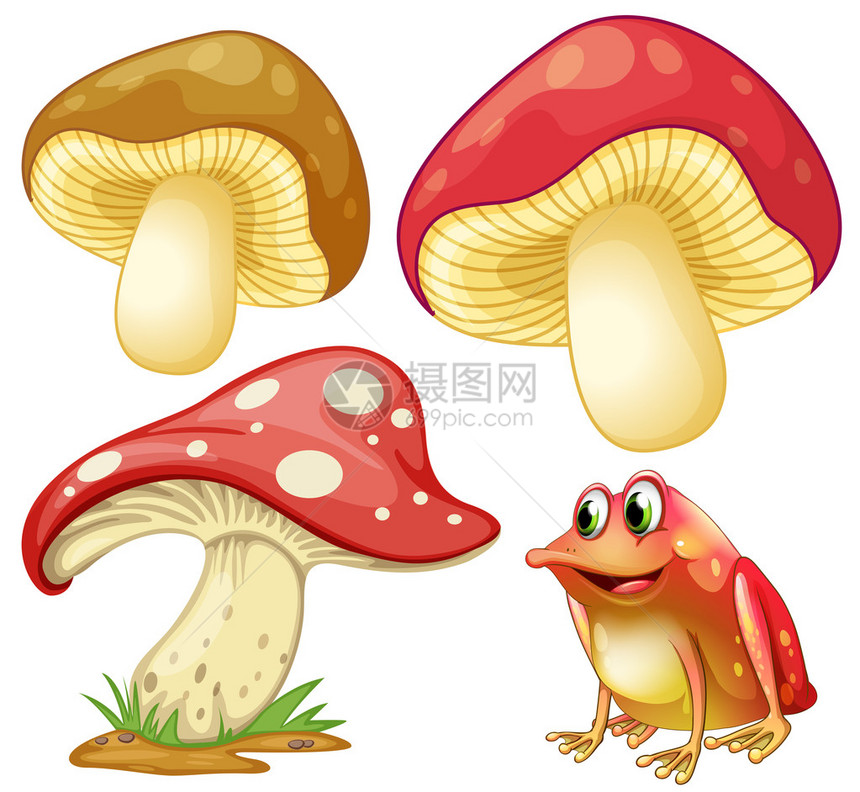 新鲜蘑菇和红青蛙插图图片